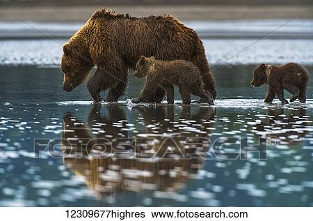 Stock Photograph - Brown bear (ursus arctos) walks in the shallow water with it's cubs following, Lake Clark National Park; Alaska, United States of America. Fotosearch