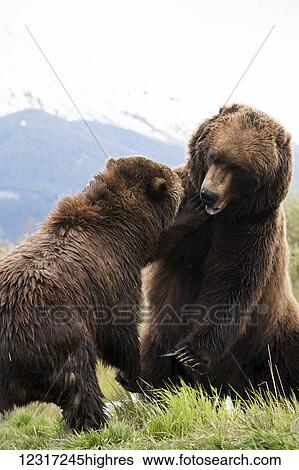 Stock Photograph - Brown bears (ursus arctos) captive in Alaska Wildlife Conservation Center, South-central Alaska; Portage, Alaska, United States of America. Fotosearch