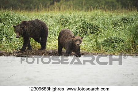 Stock Photograph - Brown bears (ursus arctos) fishing in Geographical Bay; Alaska, United States of America. Fotosearch