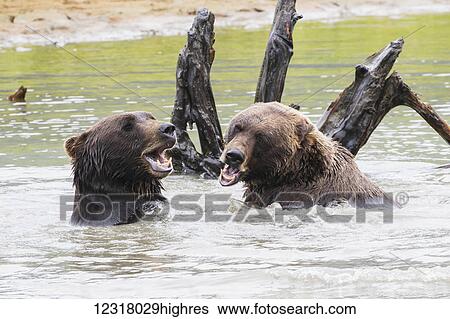 Brown bears (ursus arctos) play in the pond in the Alaska Wildlife Conservation Center, South-central Alaska; Portage, Alaska, United States of America View Large Photo Image Stock Photograph - Brown bears (ursus arctos) play in the pond in the Alaska Wildlife Conservation Center, South-central Alaska; Portage, Alaska, United States of America. Fotosearch