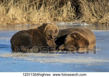 Stock Photograph - Brown bears (ursus arctos) resting on the ice after playing, captive in Alaska Wildlife Conservation Center; Portage, Alaska, United States of America. Fotosearch