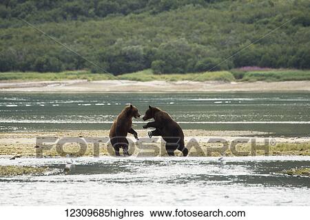 Brown bears (ursus arctos) standing on their hind legs in the water while fishing, Geographical Bay; Alaska, United States of America View Large Photo Image Stock Photograph - Brown bears (ursus arctos) standing on their hind legs in the water while fishing, Geographical Bay; Alaska, United States of America. Fotosearch