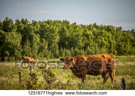 Stock Photograph - Brown cows in a pasture with a forest on the edge; Saskatchewan, Canada. Fotosearch