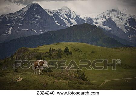 Stock Image - Brown Swiss cow on Schynige Platte with Jungfrau and Monch Alps in background; Wilderswil, Switzerland. Fotosearch