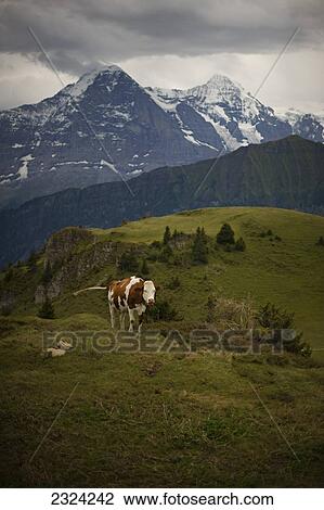 Brown Swiss cow on Schynige Platte with Jungfrau and Monch Alps in background; Wilderswil, Switzerland View Large Photo Image Stock Image - Brown Swiss cow on Schynige Platte with Jungfrau and Monch Alps in background; Wilderswil, Switzerland. Fotosearch
