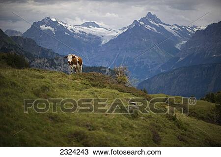 Brown Swiss cow on Schynige Platte with Jungfrau and Monch Alps in background; Wilderswil, Switzerland View Large Photo Image Stock Image - Brown Swiss cow on Schynige Platte with Jungfrau and Monch Alps in background; Wilderswil, Switzerland. Fotosearch