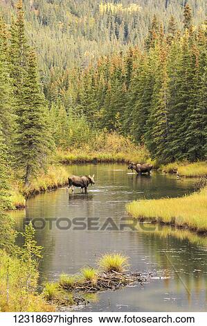 Bull and cow moose (alces alces) feeding in a shallow pond south of Cantwell, photo taken from Parks Highway common moose habitat; Alaska, United States of America View Large Photo Image Stock Photograph - Bull and cow moose (alces alces) feeding in a shallow pond south of Cantwell, photo taken from Parks Highway common moose habitat; Alaska, United States of America. Fotosearch