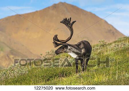 Stock Image - Bull Caribou feeding on Stony Mound in summer in Denali National Park in Interior Alaska. Fotosearch