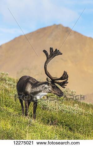 Bull Caribou feeding on Stony Mound in summer in Denali National Park in Interior Alaska View Large Photo Image Stock Image - Bull Caribou feeding on Stony Mound in summer in Denali National Park in Interior Alaska. Fotosearch