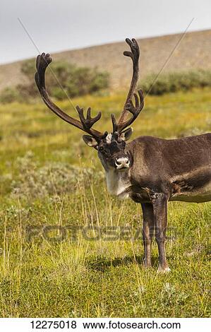 Stock Photo - Bull Caribou feeding on Stony Mound in summer in Denali National Park in Interior Alaska. Fotosearch