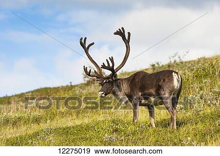 Bull Caribou feeding on Stony Mound in summer in Denali National Park in Interior Alaska View Large Photo Image Stock Photo - Bull Caribou feeding on Stony Mound in summer in Denali National Park in Interior Alaska. Fotosearch