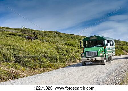 Stock Image - Bull Caribou is feeding on Stony Mound with a park bus near by in Denali National Park, Interior Alaska.. Fotosearch