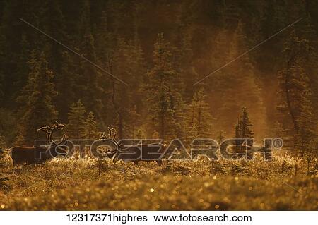 Bull caribou (Rangifer tarandus caribou) feed in a spruce bog near Wonder Lake, Denali National Park and Preserve; Alaska, United States of America View Large Photo Image Stock Photograph - Bull caribou (Rangifer tarandus caribou) feed in a spruce bog near Wonder Lake, Denali National Park and Preserve; Alaska, United States of America. Fotosearch