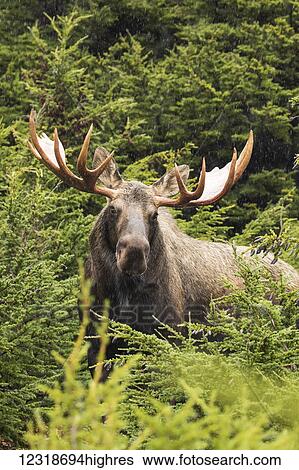 Stock Photograph - Bull moose (alces alces) in rutting period, Powerline Pass, South-central Alaska; Alaska, United States of America. Fotosearch