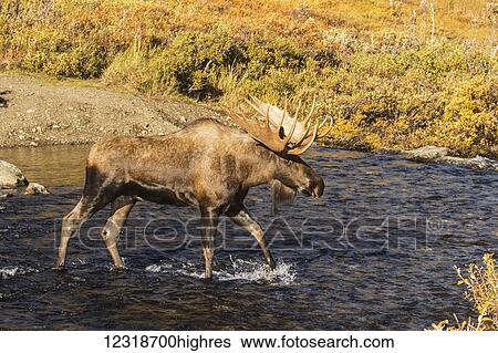 Bull moose (alces alces) in the rutting period, Powerline Pass, South-central Alaska; Anchorage, Alaska, United States of America View Large Photo Image Stock Photograph - Bull moose (alces alces) in the rutting period, Powerline Pass, South-central Alaska; Anchorage, Alaska, United States of America. Fotosearch