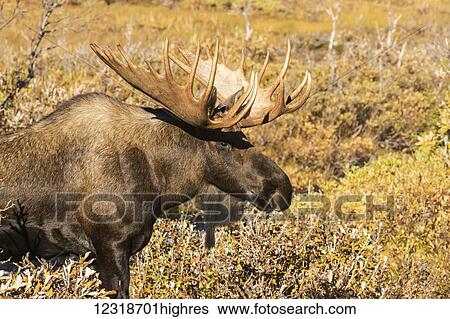 Bull moose (alces alces) in the rutting period, Powerline Pass, South-central Alaska; Anchorage, Alaska, United States of America View Large Photo Image Stock Photograph - Bull moose (alces alces) in the rutting period, Powerline Pass, South-central Alaska; Anchorage, Alaska, United States of America. Fotosearch