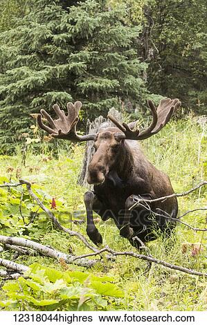 Bull moose (alces alces) in velvet jumps over deadfull in Kincaid Park, South-central Alaska; Anchorage, Alaska, United States of America View Large Photo Image Stock Photograph - Bull moose (alces alces) in velvet jumps over deadfull in Kincaid Park, South-central Alaska; Anchorage, Alaska, United States of America. Fotosearch