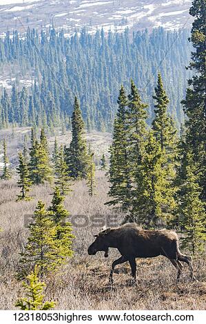 Stock Photograph - Bull moose (alces alces) with antlers just beginning to grow, walking across the landscape with forest in the background, Denali National Park and Preserve; Alaska, United States of America. Fotosearch