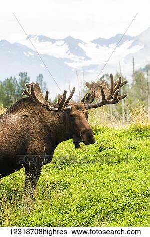 Bull moose (alces alces) with antlers in velvet, captive in Alaska Wildlife Conservation Center, South-central Alaska; Portage, Alaska, United States of America View Large Photo Image Stock Photograph - Bull moose (alces alces) with antlers in velvet, captive in Alaska Wildlife Conservation Center, South-central Alaska; Portage, Alaska, United States of America. Fotosearch