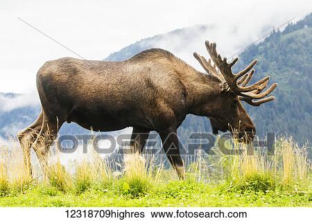 Bull moose (alces alces) with antlers in velvet, captive in Alaska Wildlife Conservation Center, South-central Alaska; Portage, Alaska, United States of America View Large Photo Image Stock Photograph - Bull moose (alces alces) with antlers in velvet, captive in Alaska Wildlife Conservation Center, South-central Alaska; Portage, Alaska, United States of America. Fotosearch