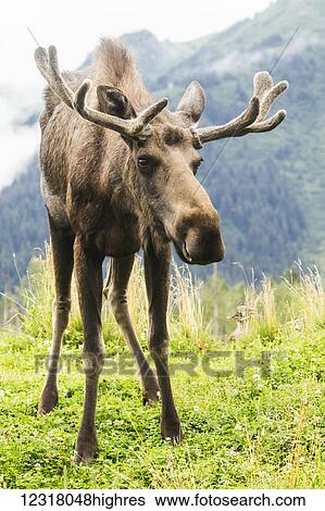 Stock Photograph - Bull moose (alces alces) with velvet antlers looks at camera with mountain in the background, Alaska Wildlife Conservation Center; Portage, Alaska, United States of America. Fotosearch