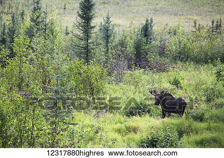 Stock Photograph - Bull moose standing in boreal forest during summer, Southcentral Alaska, USA. Fotosearch