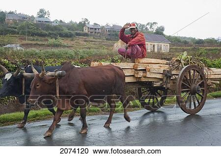 Bullock Car Carrying Wood On The Road Between Antananarivo & Ambositra, Antananarivo Province, Madagascar View Large Photo Image Stock Image - Bullock Car Carrying Wood On The Road Between Antananarivo & Ambositra, Antananarivo Province, Madagascar. Fotosearch