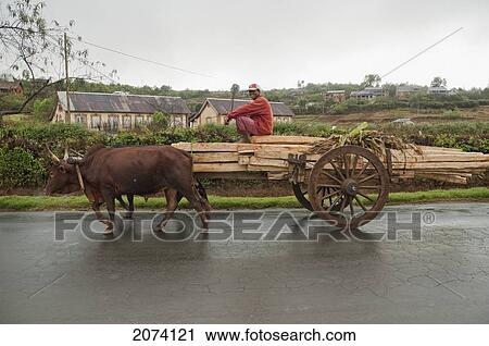 Bullock Car Carrying Wood On The Road Between Antananarivo & Ambositra, Antananarivo Province, Madagascar View Large Photo Image Stock Image - Bullock Car Carrying Wood On The Road Between Antananarivo & Ambositra, Antananarivo Province, Madagascar. Fotosearch