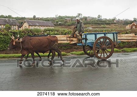 Bullock Car Carrying Wood On The Road Between Antananarivo & Ambositra, Antananarivo Province, Madagascar View Large Photo Image Stock Photo - Bullock Car Carrying Wood On The Road Between Antananarivo & Ambositra, Antananarivo Province, Madagascar. Fotosearch