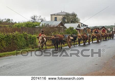 Bullock Car Carrying Wood On The Road Between Antananarivo & Ambositra, Antananarivo Province, Madagascar View Large Photo Image Stock Photograph - Bullock Car Carrying Wood On The Road Between Antananarivo & Ambositra, Antananarivo Province, Madagascar. Fotosearch