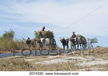 Bullock Carts On The Road Between Antsokay & Mahaboboka, Antananarivo Province, Madagascar View Large Photo Image Stock Image - Bullock Carts On The Road Between Antsokay & Mahaboboka, Antananarivo Province, Madagascar. Fotosearch