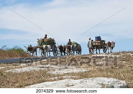 Bullock Carts On The Road Between Antsokay & Mahaboboka, Antananarivo Province, Madagascar View Large Photo Image Stock Photo - Bullock Carts On The Road Between Antsokay & Mahaboboka, Antananarivo Province, Madagascar. Fotosearch