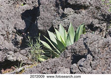 Stock Photo - Cactus Growing In The Paricut. Fotosearch