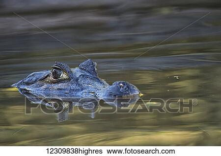 Stock Photograph - Caiman (Caimaninae) watching at the surface of the water, Pantanal Conservation Area; Brazil. Fotosearch