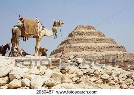 Stock Photo - Camel And Step Pyramid Of Djoser, Saqqara, Al Jizah, Egypt. Fotosearch
