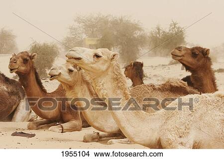Picture - Camels In The Vicinity Of Timbuktu, Mali. Fotosearch