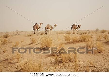 Camels In The Vicinity Of Timbuktu, Mali View Large Photo Image Stock Photography - Camels In The Vicinity Of Timbuktu, Mali. Fotosearch