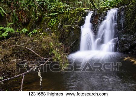 Stock Photograph - Canyon Creek flows through Ecola State Park; Cannon Beach, Oregon, United States of America. Fotosearch