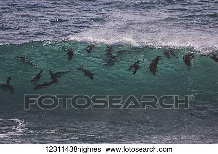 Stock Photograph - Cape fur seals (Arctocephalus pusillus) swimming in the surf, Namaqualand National Park; South Africa. Fotosearch