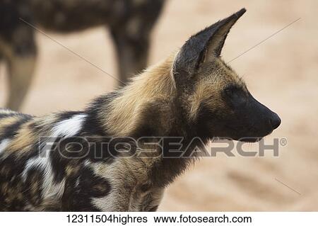 Cape Hunting Dog (Lycaon pictus), Sabi Sand Game Reserve; South Africa View Large Photo Image Stock Photograph - Cape Hunting Dog (Lycaon pictus), Sabi Sand Game Reserve; South Africa. Fotosearch