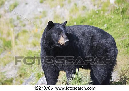 Stock Photography - CAPTIVE: Adult Black Bear at the Alaska Wildlife Conservation Center near Portage, Southcentral Alaska, Summer. Fotosearch