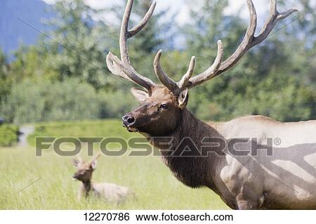 Stock Photograph - CAPTIVE: Bull Elk and cow at the Alaska Wildlife Conservation Center near Portage, Southcentral Alaska, Summer. Fotosearch