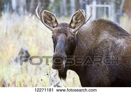 Stock Image - CAPTIVE: Bull moose at the Alaska Wildlife Conservation Center near Girdwood, Southcentral Alaska, Summer. Fotosearch