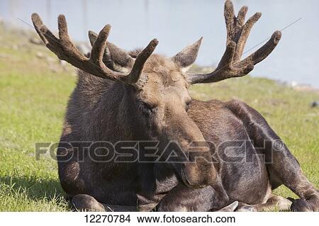CAPTIVE: Bull moose rests in the grass at the Alaska Wildlife Conservation Center near Portage, Southcentral Alaska, Summer View Large Photo Image Picture - CAPTIVE: Bull moose rests in the grass at the Alaska Wildlife Conservation Center near Portage, Southcentral Alaska, Summer. Fotosearch