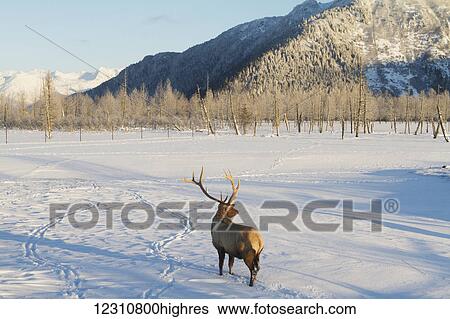 Stock Photograph - Captive bull Rocky Mountain Elk (Cervus canadensis nelsoni), Alaska Wildlife Conservation Center in winter, South-central Alaska; Portage, Alaska, United States of America. Fotosearch
