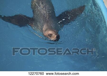 Stock Image - CAPTIVE: Seal in a pool at the Sea Life Center, Seward, Southcentral Alaska. Fotosearch
