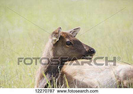 Stock Photo - CAPTIVE: Young deer lying in grass at the Alaska Wildlife Conservation Center near Portage, Southcentral Alaska, Summer. Fotosearch