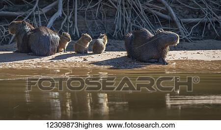 Capybara (Hydrochoerus hydrochaeris); Pantanal Conservation Area; Brazil View Large Photo Image Stock Photograph - Capybara (Hydrochoerus hydrochaeris); Pantanal Conservation Area; Brazil. Fotosearch