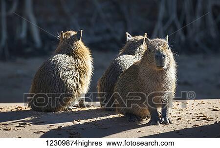 Capybara (Hydrochoerus hydrochaeris); Pantanal Conservation Area; Brazil View Large Photo Image Stock Photograph - Capybara (Hydrochoerus hydrochaeris); Pantanal Conservation Area; Brazil. Fotosearch