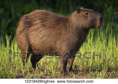 Stock Photograph - Capybara (Hydrochoerus hydrochaeris) standing in grass on river bank; Mato Grosso do Sul, Brazil. Fotosearch